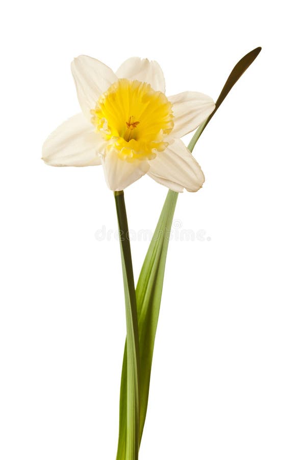 White Spring Daffodil Flower Isolated on White Background. White Spring Daffodil Flower Isolated on White Background