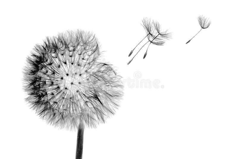 Flor branca do dente-de-le?o da cabe?a da flor com as sementes do voo no vento isolado no fundo preto fotos de stock royalty free Flor branca do dente-de-le?o da cabe?a da flor com as sementes do voo no vento isolado no fundo preto fotos de stock royalty free