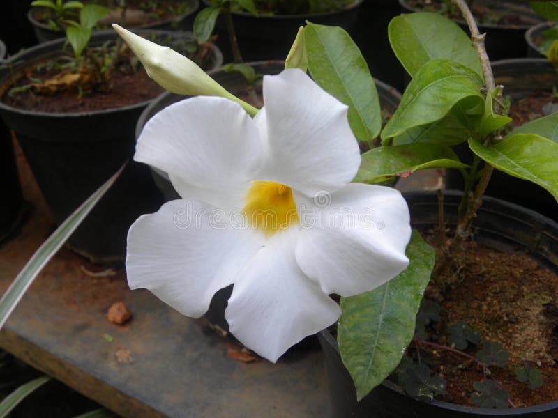 Flor Branca Do Dipladenia Do Mandevilla Foto de Stock - Imagem de campo,  cores: 120206174