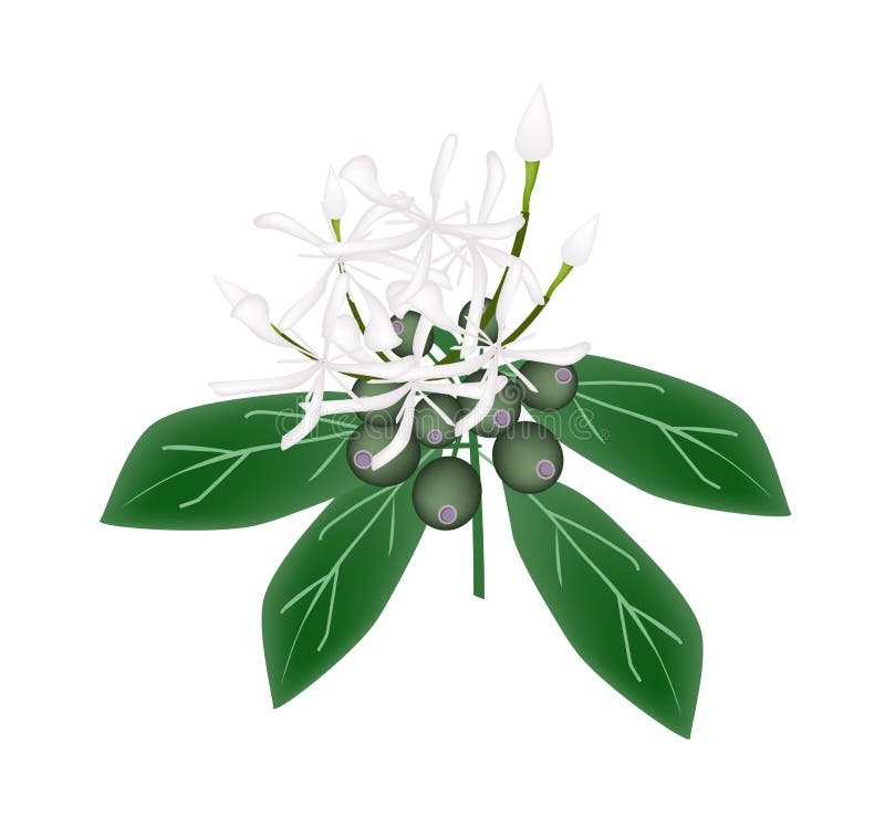 Flor Branca Do Rubiaceae Ou Flor De Ixora Do Branco Ilustração do Vetor -  Ilustração de cenas, jardinia: 59472437