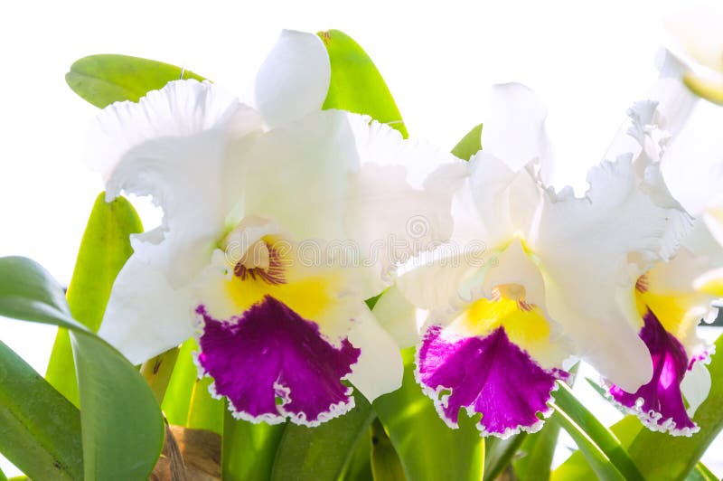 Flor Branca E Roxa Da Orquídea Do Cattleya Imagem de Stock - Imagem de  fazenda, jardinar: 91735665