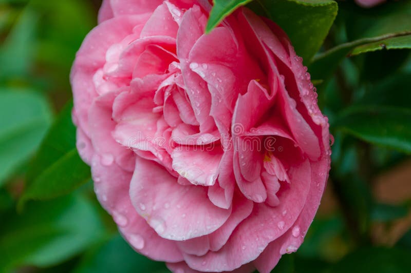 Flor brilhante da camélia da rosa do rosa na flor completa foto de stock Flor brilhante da camélia da rosa do rosa na flor completa foto de stock