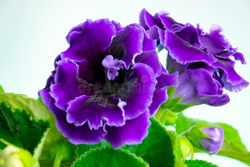 Flor brilhantemente de florescência da casa - gloxinia roxo foto de stock Flor brilhantemente de florescência da casa - gloxinia roxo foto de stock
