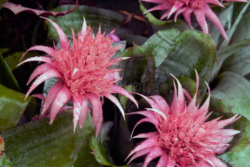 Flor Bromeliásica Rosa De Jarrón De Plata De Aechmea Fasciata O De Urdo.  Foto de archivo - Imagen de verde, follaje: 209476706