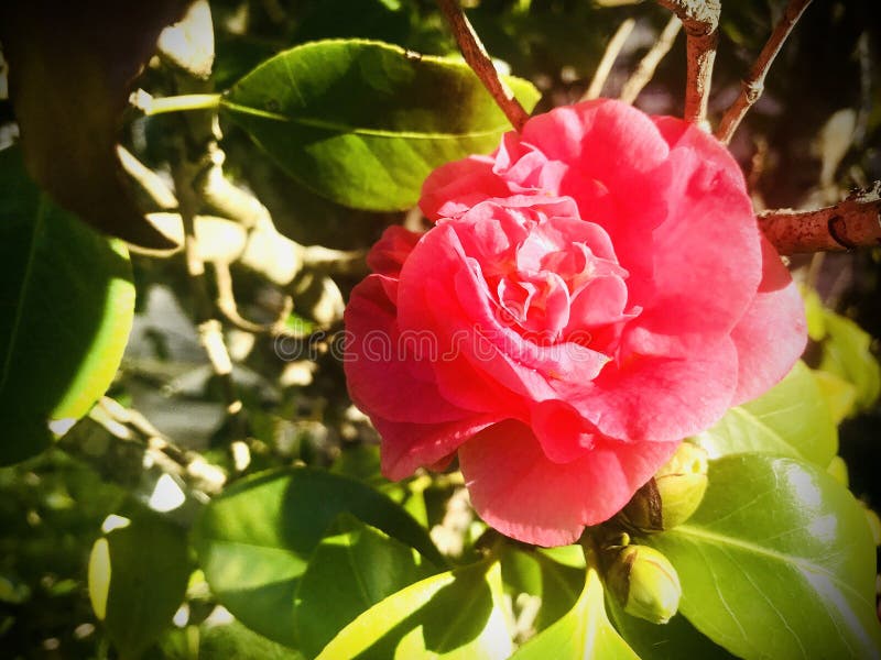Flor Camellia Japonica Bajo El Sol De La Mañana. Imagen de archivo - Imagen  de hermoso, hoja: 189848791