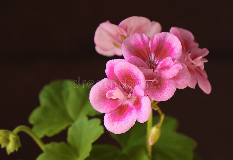 Flor caseira de gerânio foto de stock. Imagem de flor - 186477478