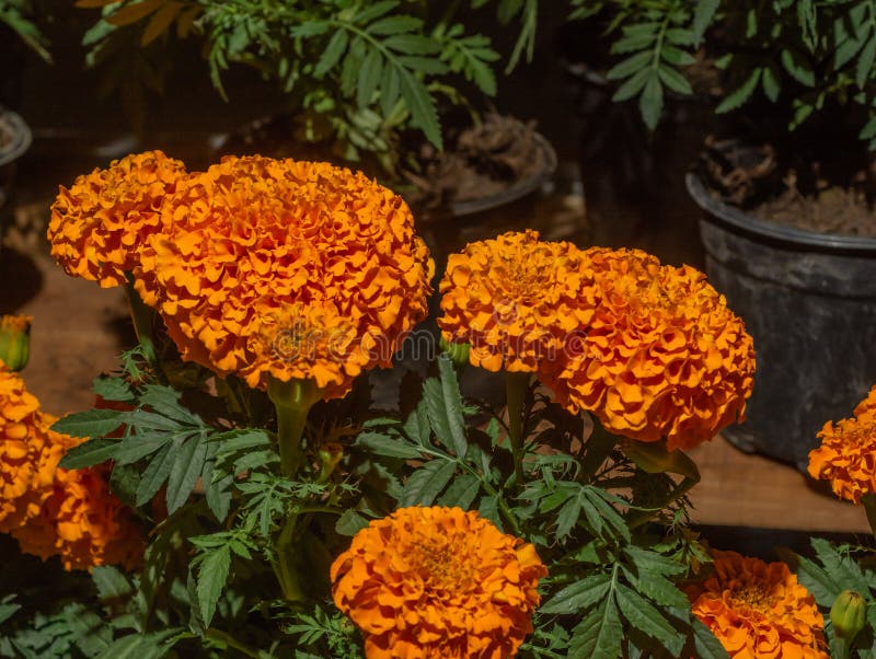 Flor Cempasuchil Del Día De La Muerte De Los Colores Naranja Y Amarillo, En  Un Típico Puesto De Mercado En México 4 Foto de archivo - Imagen de campo,  hermoso: 199622128