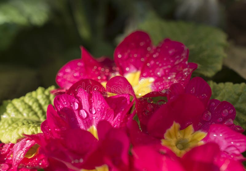 The humidity of a cold morning condenses in the form of drops of water, on the petals of the plant in the garden. The humidity of a cold morning condenses in the form of drops of water, on the petals of the plant in the garden.