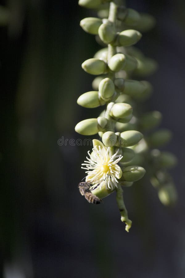 Flor color crema de la palma de la cola de zorra con la donadora de polen de la abeja foto de archivo