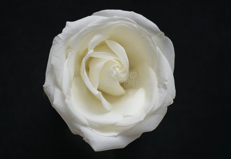 Flor color de rosa del blanco quebradizo en negro fotografía de archivo libre de regalías