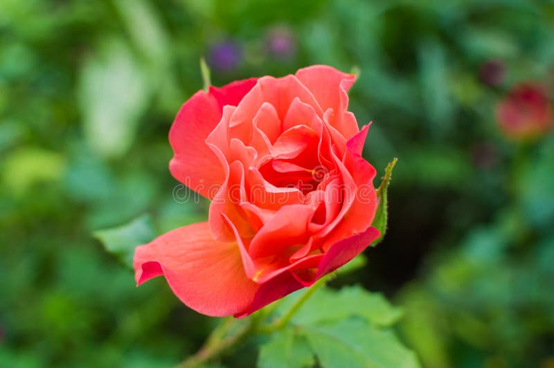 Flor color de rosa roja clara hermosa fotografía de archivo libre de regalías Flor color de rosa roja clara hermosa fotografía de archivo libre de regalías