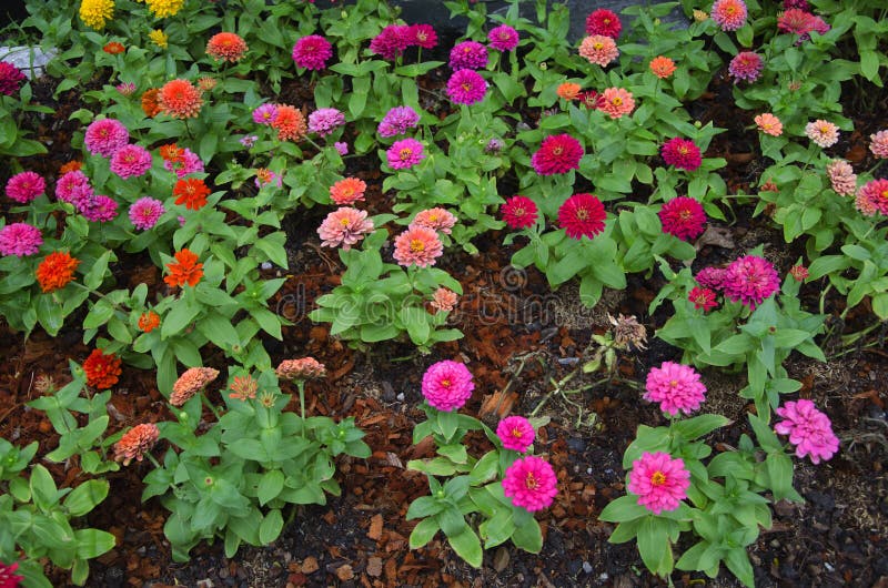 As Borboletas Polinizam a Flor Do Zinnia No Jardim Exterior Imagem de Stock  - Imagem de borboleta, bonito: 56760649