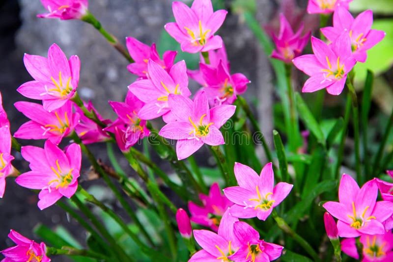 Flor fresca e brilhante de peão florescendo de perto