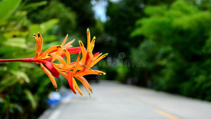  Flor colorida hermosa foto de archivo