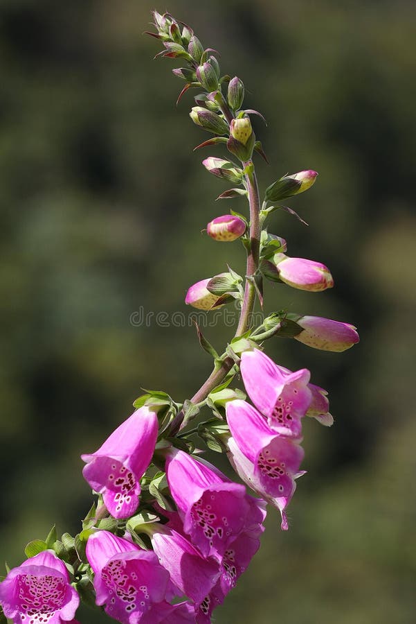 flor colorida no norte de Tailândia foto de stock flor colorida no norte de Tailândia foto de stock
