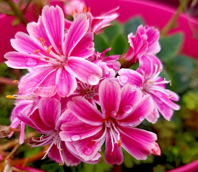 Flor com gotas da chuva imagem de stock Flor com gotas da chuva imagem de stock