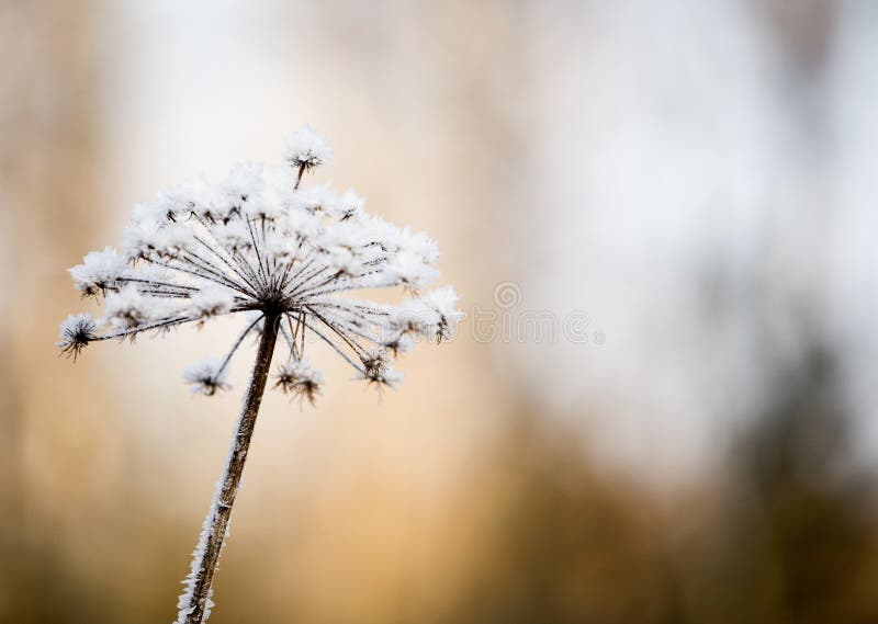 Flor congelada imagem de stock royalty free Flor congelada imagem de stock royalty free