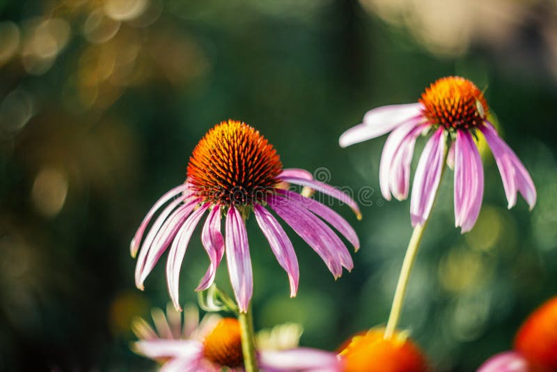 Flor cor-de-rosa bonita brilhante no fundo borrado verde com bokeh Purpurea Magnus do Echinacea Jardim útil medicinal fotografia de stock Flor cor-de-rosa bonita brilhante no fundo borrado verde com bokeh Purpurea Magnus do Echinacea Jardim útil medicinal fotografia de stock