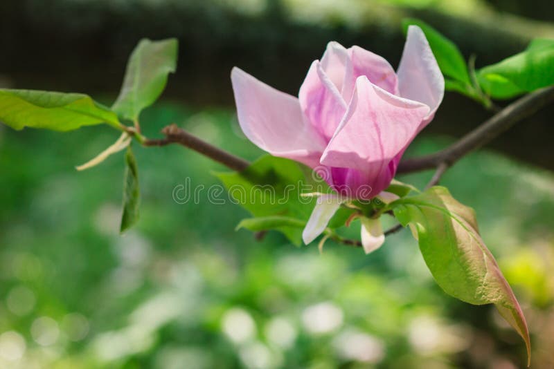 Flor cor-de-rosa bonita da magnólia que floresce na primavera na luz solar foto de stock royalty free Flor cor-de-rosa bonita da magnólia que floresce na primavera na luz solar foto de stock royalty free