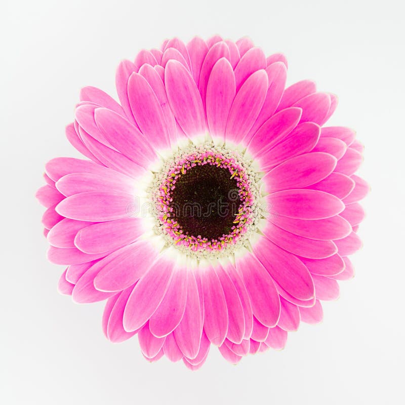 Bolo Cor-de-rosa Bonito Com Uma Coroa Na Tabela Ao Aniversário Para Uma  Princesa Foto de Stock - Imagem de tradicional, delicioso: 97248876