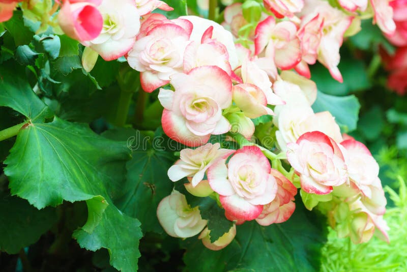 Flor Cor-de-rosa Branca Da Begônia No Jardim Imagem de Stock - Imagem de  begônia, planta: 83759547