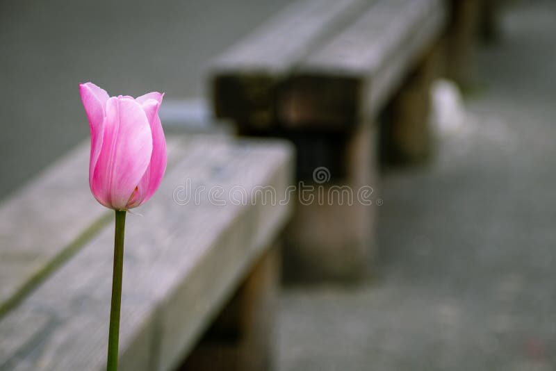 Flor cor-de-rosa brilhante da tulipa em uma manhã cinzenta da mola foto de stock royalty free Flor cor-de-rosa brilhante da tulipa em uma manhã cinzenta da mola foto de stock royalty free