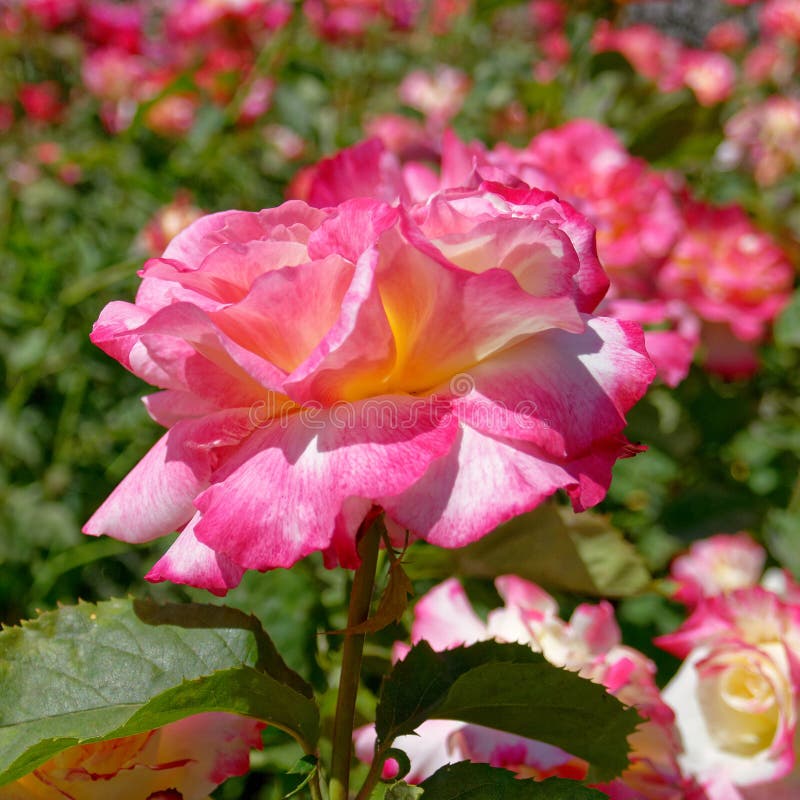 Flor cor-de-rosa colorida no jardim, bokeh forte foto de stock Flor cor-de-rosa colorida no jardim, bokeh forte foto de stock