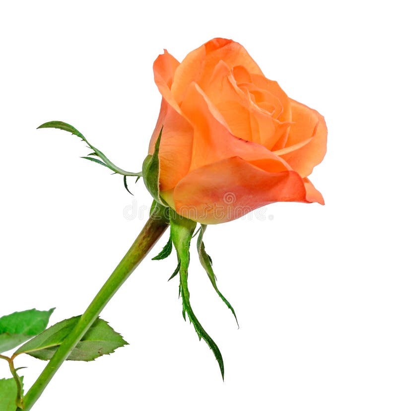 Flor cor-de-rosa da laranja, fim acima, textura floral, fundo branco imagens de stock Flor cor-de-rosa da laranja, fim acima, textura floral, fundo branco imagens de stock