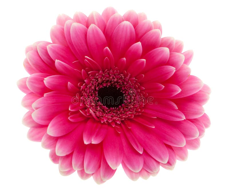Flor cor-de-rosa da margarida imagens de stock royalty free Flor cor-de-rosa da margarida imagens de stock royalty free
