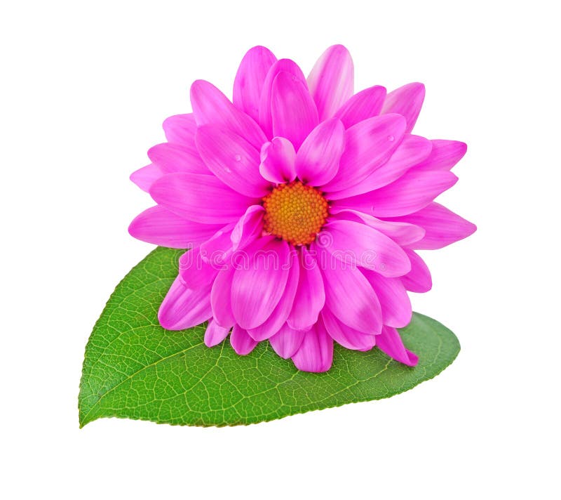 Flor cor-de-rosa da margarida fotos de stock Flor cor-de-rosa da margarida fotos de stock