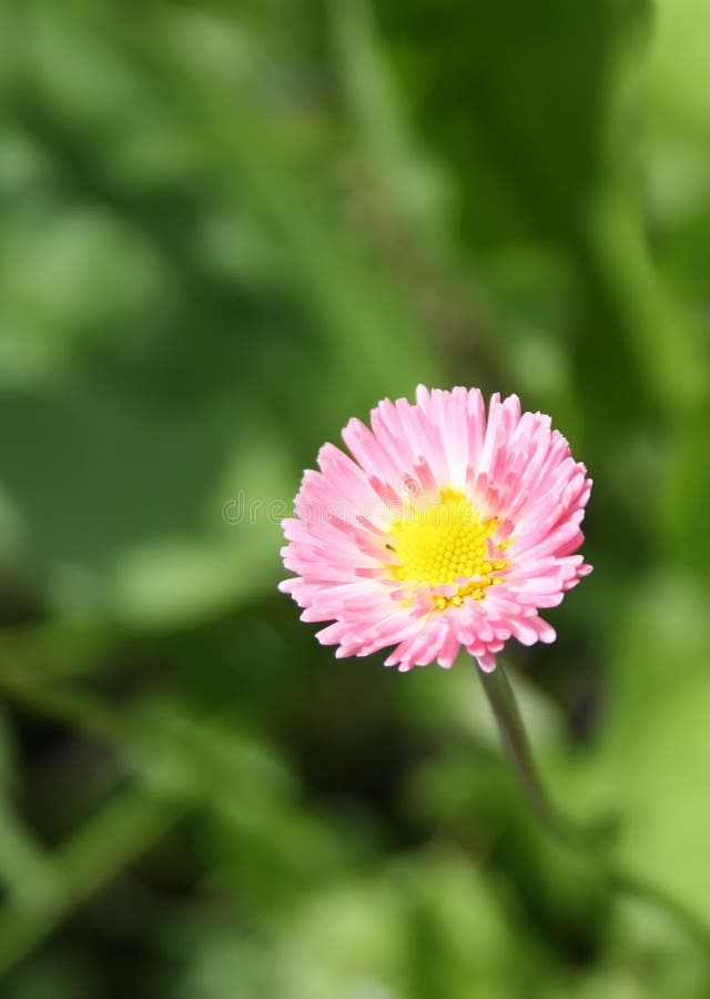 Flor cor-de-rosa da margarida