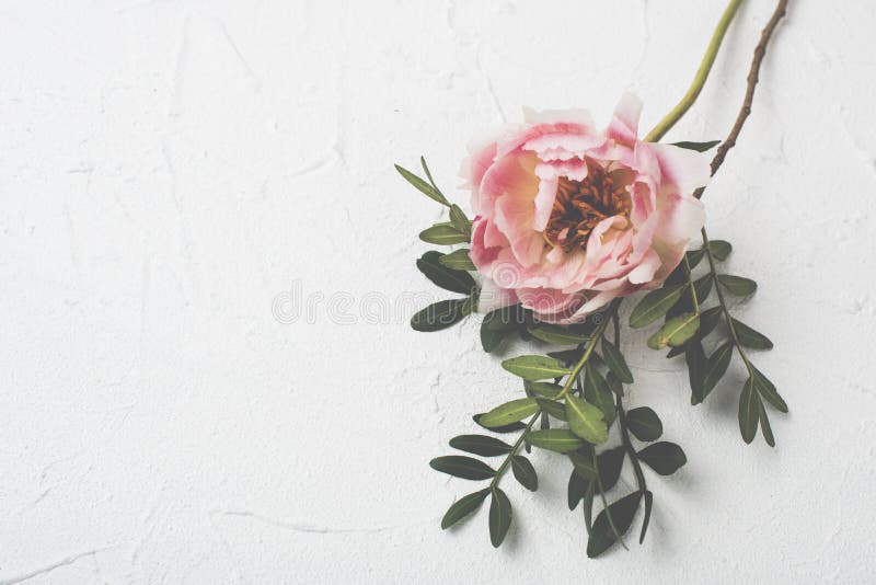 Flor cor-de-rosa da peônia no fundo textured branco imagem de stock royalty free Flor cor-de-rosa da peônia no fundo textured branco imagem de stock royalty free