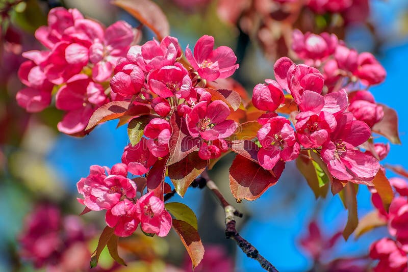 Flor cor-de-rosa da árvore de Apple imagens de stock royalty free