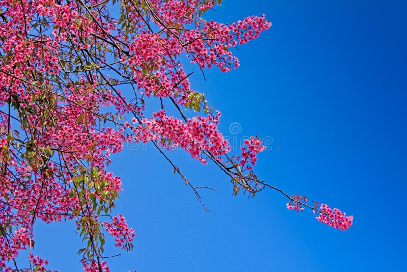 Flor cor-de-rosa de Cherry Blossom com céu azul imagens de stock royalty free Flor cor-de-rosa de Cherry Blossom com céu azul imagens de stock royalty free