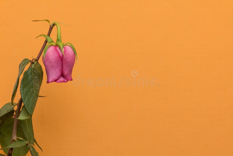 Flor cor-de-rosa de desvanecimento na laranja fotos de stock royalty free Flor cor-de-rosa de desvanecimento na laranja fotos de stock royalty free
