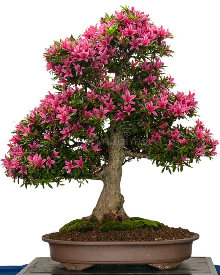 Flor Cor-de-rosa De Uma árvore Dos Bonsais Da Azálea Imagem de Stock -  Imagem de violeta, japonês: 32834925
