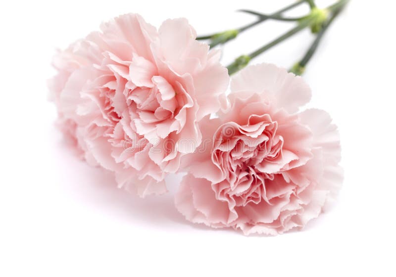 Flor Cor-de-rosa Delicada Do Cravo Foto de Stock - Imagem de planta,  bonito: 77550454