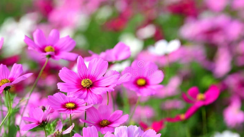 Flor cor-de-rosa do cosmos no campo