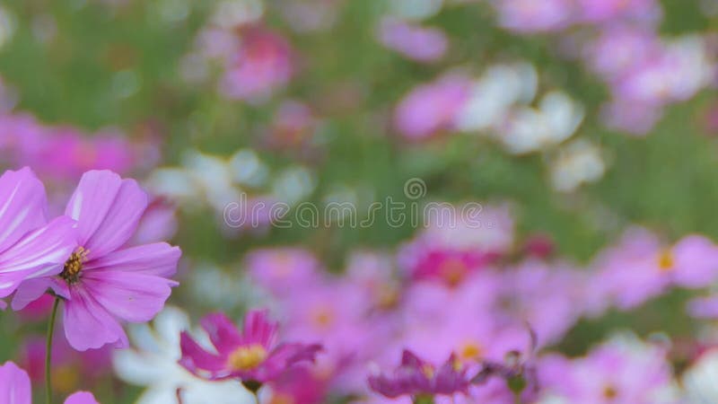 Flor cor-de-rosa do cosmos no campo