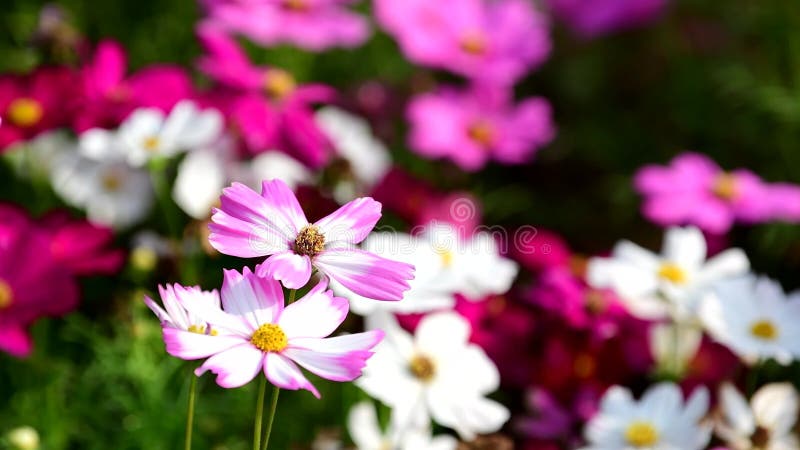 Flor cor-de-rosa do cosmos no campo