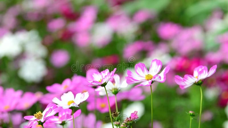 Flor cor-de-rosa do cosmos no campo