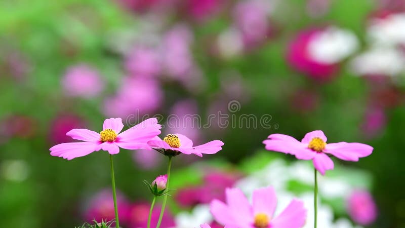 Flor cor-de-rosa do cosmos no campo