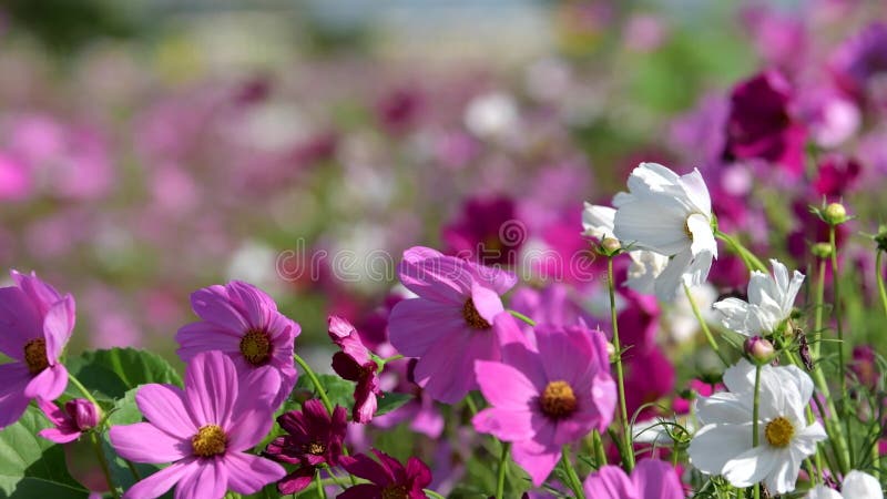 Flor cor-de-rosa do cosmos no campo do cosmos