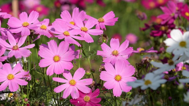 Flor cor-de-rosa do cosmos no campo do cosmos