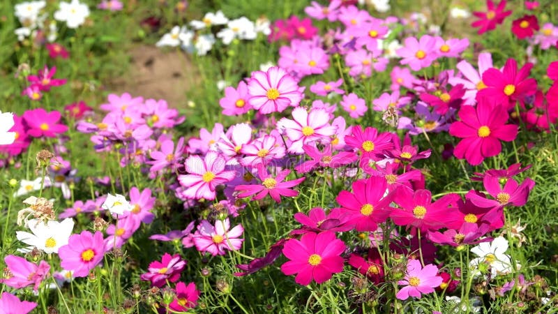 Flor cor-de-rosa do cosmos no campo do cosmos