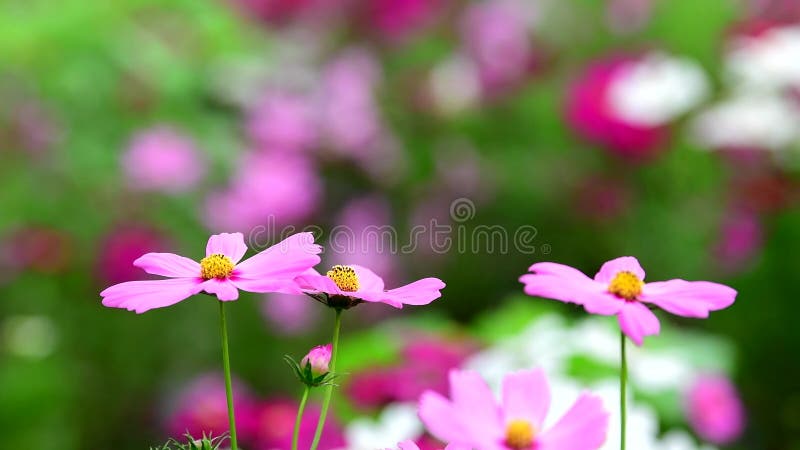 Flor cor-de-rosa do cosmos no campo do cosmos