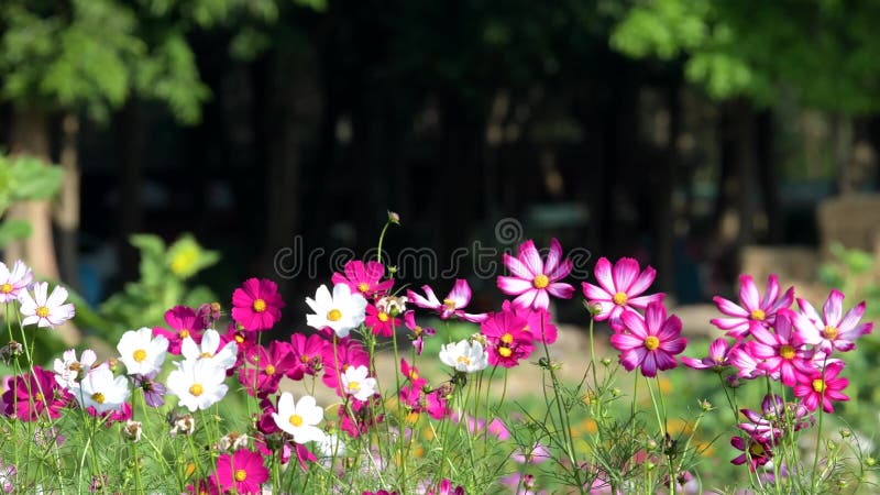 Flor cor-de-rosa do cosmos no campo do cosmos