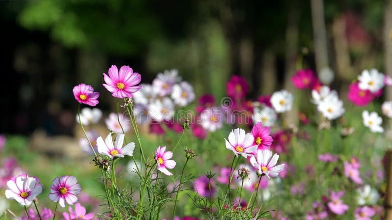 Flor cor-de-rosa do cosmos no campo do cosmos