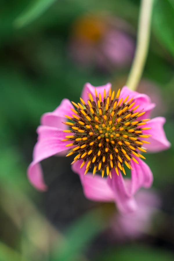 Flor cor-de-rosa do echinacea no calor do verão fotos de stock royalty free Flor cor-de-rosa do echinacea no calor do verão fotos de stock royalty free