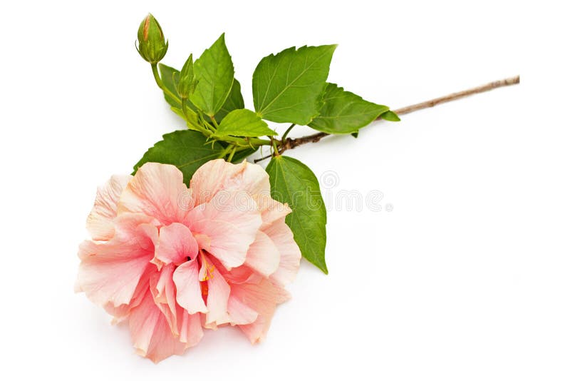 Flor cor-de-rosa do hibiscus com as folhas do verde isoladas no branco imagem de stock royalty free Flor cor-de-rosa do hibiscus com as folhas do verde isoladas no branco imagem de stock royalty free